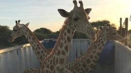 Giraffe await their new home in central Mali.